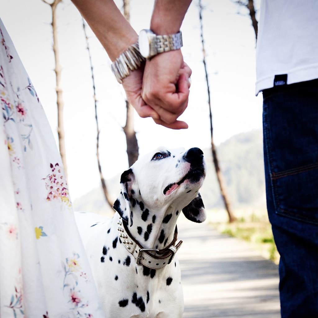 Wedding couple hand in hand with a dog